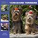 yorkshire terrier - 365 Days of Yorkshire Terriers 2009 Wall