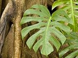 IMAGE OF Philodendron Grows on the Side of the Trunk of a Strangler Fig Tree, Singapore Stretched Canvas Poster Print by Tim Laman, 30x40