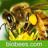 BioBees - The Barefoot Beekeper Podcast App Talking About The Natural Approach To Beekeeping