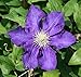 Lady Betty Balfour Clematis Vine - Potted - Magestic - 2.5