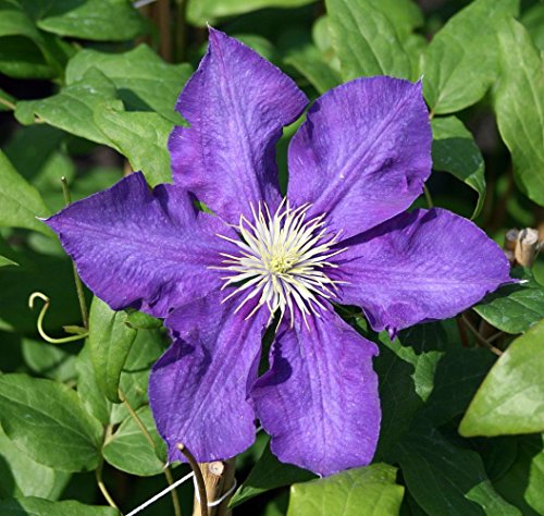 Lady Betty Balfour Clematis Vine - Potted - Magestic - 2.5