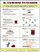 BBP Information Safety Poster (18 x 24 inch) - Laminated
