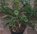Araucaria Araucana - Monkey Puzzle Tree