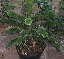 Araucaria Araucana - Monkey Puzzle Tree