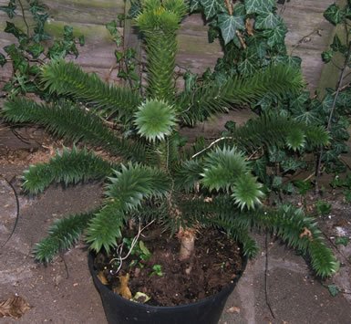 Araucaria Araucana - Monkey Puzzle Tree
