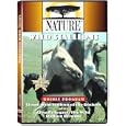 Cloud: Wild Stallion of the Rockies / Cloud's Legacy: The Wild Stallion Returns (PBS Nature)