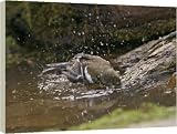 Box Canvas Print of Chaffinch - young bathing in woodland pool from Ardea
