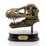恐竜 ティラノサウルス スカルイメージ