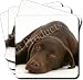 Kitchen & Housewares : CHOCOLATE LABRADOR DOG Set of 4 Leather Coasters