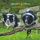 Border Collies Calendar - 2016 Wall calendars - Dog Calendars - Monthly Wall Calendar by Magnum