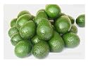 Avocados -Bacon Avocados for Sale- To Buy - California Bacon Avocados - Shipping Included in $ 27.00 Price - 23 Freshly Harvested Bacon Avocados - 11 LBS - Best Price Available - Delivered Priority Mail in 2-3 Days From Order - Home Delivery - No Hidden Cost - Picked Only to Fill Your Order - Wax-free - Non-spray, Non-irradiated - All Natural Environmentally Friendly Grown Avocados From Our Orchards At Hickory Hill Farm in California U.s.a. - Always Know Where Your Avocados Have Been.