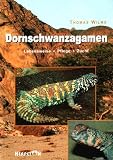 Dornschwanzagamen - Lebensweise - Pflege - Zucht. - Thomas Wilms