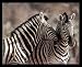 Kissing Zebras Wild Animal Safari Cute Framed Art Poster Print - 20" X 16"