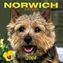 Norwich Terriers 2004 Calendar
