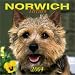 Book Norwich Terriers 2004 Calendar