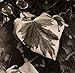 Paul Strand: The Garden at Orgeval