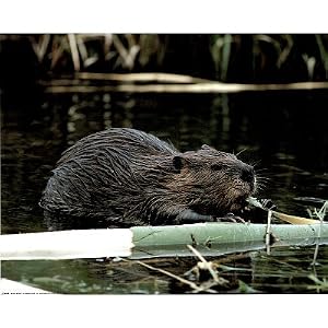 Beaver Habitat