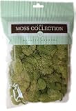 Quality Growers Preserved Reindeer Moss, 108.5 Cubic Inch, Spring Green
