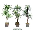 Three 6' Triple Head Artificial Trees: Dracaena + Cycas + Yucca