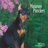 Miniature Pinschers 2009 Calendar