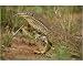 Photographic Print of Goulds Goanna from Ardea