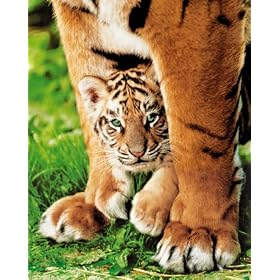 LAMINATED Bengal Tiger And Cub Wildlife Mini Poster Measures 20" x 16" (50 x 40 cm)