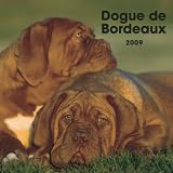 Dogue de Bordeaux 2009 Square Wall Calendar