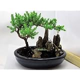 BUY : 9GreenBox - BONSAI Juniper Tree Zen Garden With Pool Fishman
