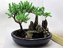 9GreenBox - BONSAI Juniper Tree Zen Garden With Pool Fishman