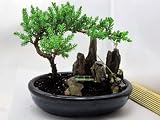 On Sale 9GreenBox - BONSAI Juniper Tree Zen Garden With Pool Fishman by 9GreenBox.com