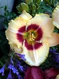 Custard Candy Daylily - Hemerocallis - NEW! -Rebloomer