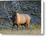 Bugle Boy Canvas Print / Canvas Art - Artist Wade Aiken