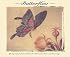 Butterflies Notecards