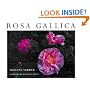 Rosa Gallica