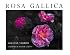 Rosa Gallica