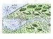 Champlain's 1613 Map of His Settlement at Port Royal, Now Annapolis Royal, Nova Scotia, Canada Giclee Poster Print, 12x9