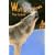 Wolf Shadows