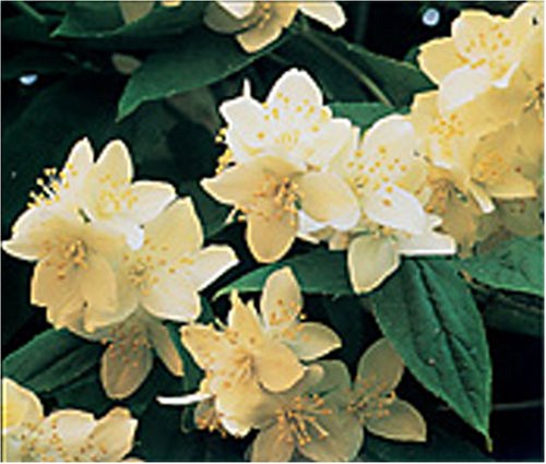 The Fragrant Garden