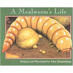 a mealworm