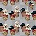 Kitchen & Housewares : Potty Time Yellow & Black Labradors Photo Christmas Wrapping Paper