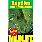Go Fish for Wildlife: Reptiles and Amphibians by Wenda O'Reilly