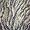 Tiger Stripe