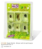 Bug World: 6 Real Insect Specimens : image