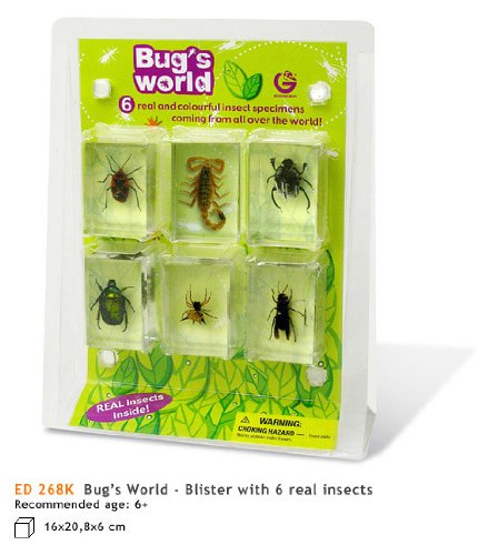 Bug World: 6 Real Insect Specimens