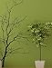 Stickerbrand© Nature Vinyl Wall Art Bare Tree Branch Wall Decal Sticker - Black, 60