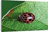 Canvas Prints of -spot Ladybird from Ardea Wildlife Pets