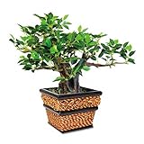 Nu-Dell Artificial Bonsai Plant In A Square Seagrass Container 12 Inch Over ....