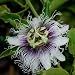 10 Seeds, Purple Passion Flower (Passiflora edulis) Seeds By Seed Needs