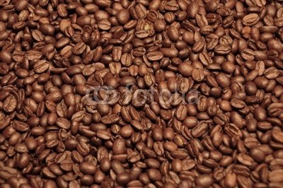 coffee bean menu-Wallmonkeys Peel and Stick Wall Decals - Field of Coffee - 24