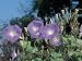 Close-Up of Morning Glory Flowers (Ipomoea Tricolor) Photographic Poster Print by C. Delu, 40x30